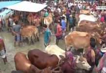 পশুর হাটে ক্রেতা কম, দুঃচিন্তায় বিক্রেতারা