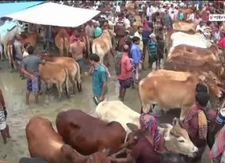 পশুর হাটে ক্রেতা কম, দুঃচিন্তায় বিক্রেতারা
